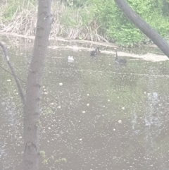 Cygnus atratus (Black Swan) at Queanbeyan, NSW - 13 Oct 2021 by Swanwatcher_28