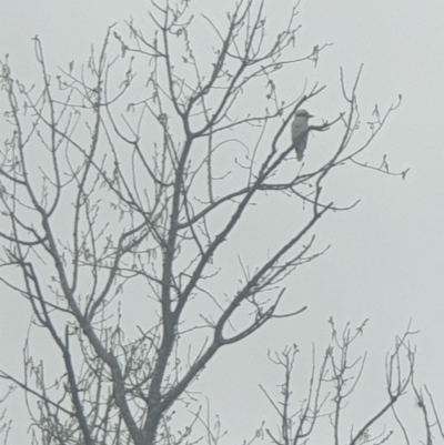 Dacelo novaeguineae (Laughing Kookaburra) at Queanbeyan East, NSW - 10 Oct 2021 by Swanwatcher28