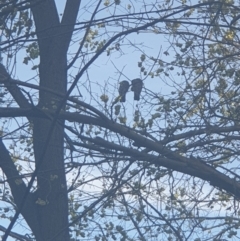 Callocephalon fimbriatum (Gang-gang Cockatoo) at Queanbeyan, NSW - 7 Oct 2021 by Swanwatcher28