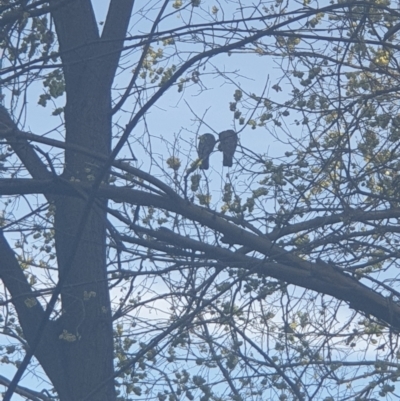 Callocephalon fimbriatum (Gang-gang Cockatoo) at Queanbeyan, NSW - 7 Oct 2021 by Swanwatcher_28