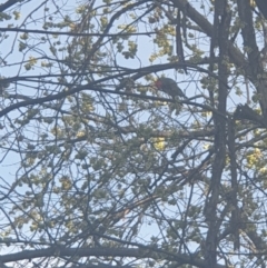 Callocephalon fimbriatum (Gang-gang Cockatoo) at Queanbeyan, NSW - 7 Oct 2021 by Swanwatcher28