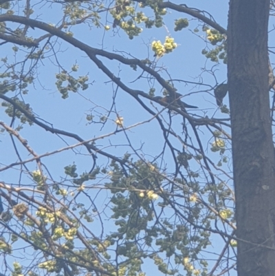 Trichoglossus moluccanus (Rainbow Lorikeet) at Queanbeyan, NSW - 7 Oct 2021 by Swanwatcher28