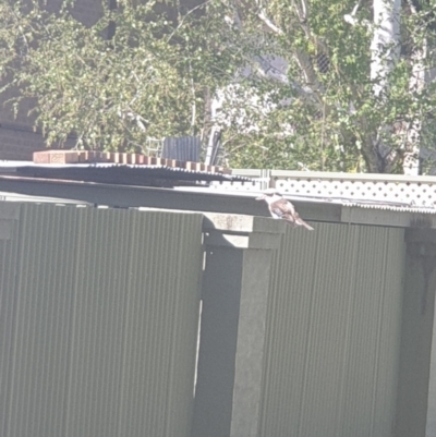 Dacelo novaeguineae (Laughing Kookaburra) at Queanbeyan East, NSW - 7 Oct 2021 by Swanwatcher_28