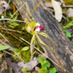Caladenia parva (Brown-clubbed Spider Orchid) at Jerrabomberra, NSW - 14 Oct 2021 by SteveWhan