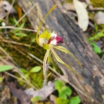 Caladenia parva (Brown-clubbed Spider Orchid) at Jerrabomberra, NSW - 14 Oct 2021 by SteveWhan