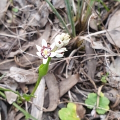 Wurmbea dioica subsp. dioica (Early Nancy) at Karabar, NSW - 28 Sep 2021 by SteveWhan