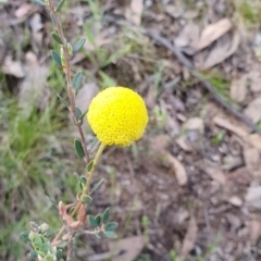 Craspedia sp. (Billy Buttons) at Mount Jerrabomberra - 28 Sep 2021 by SteveWhan