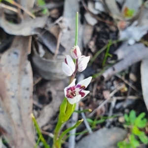 Wurmbea dioica subsp. dioica at Karabar, NSW - 19 Sep 2021