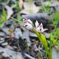 Wurmbea dioica subsp. dioica at Karabar, NSW - 19 Sep 2021