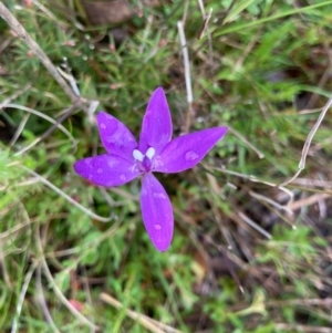 Glossodia major at Bungendore, NSW - 14 Oct 2021