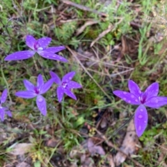 Glossodia major (Wax Lip Orchid) at Bungendore, NSW - 14 Oct 2021 by yellowboxwoodland