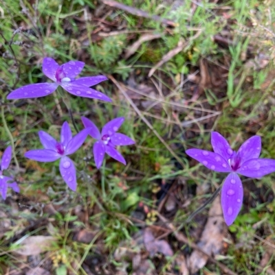 Glossodia major (Wax Lip Orchid) at Bungendore, NSW - 14 Oct 2021 by yellowboxwoodland