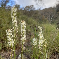 Stackhousia monogyna (Creamy Candles) at Conder, ACT - 14 Oct 2021 by BraedyJ