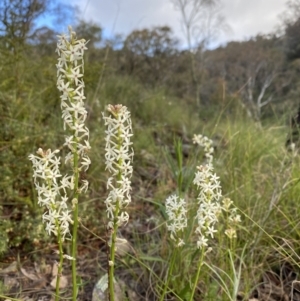 Stackhousia monogyna at Conder, ACT - 14 Oct 2021 05:49 PM