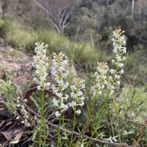 Stackhousia monogyna at Conder, ACT - 14 Oct 2021 05:49 PM