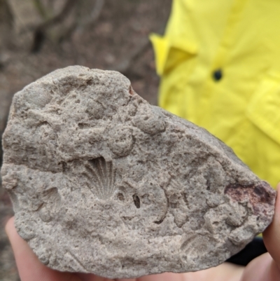 Unidentified Fossil / Geological Feature at Heathcote-Graytown National Park - 6 Jan 2020 by Darcy