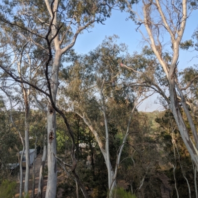 Eolophus roseicapilla (Galah) at Heathcote, VIC - 6 Jan 2020 by Darcy