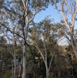 Eolophus roseicapilla at Heathcote, VIC - 7 Jan 2020