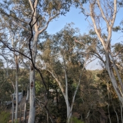 Eolophus roseicapilla at Heathcote, VIC - 7 Jan 2020