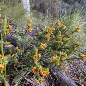 Pultenaea procumbens at Conder, ACT - 14 Oct 2021 05:50 PM