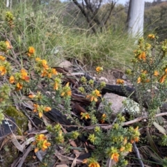 Pultenaea procumbens at Conder, ACT - 14 Oct 2021 05:50 PM