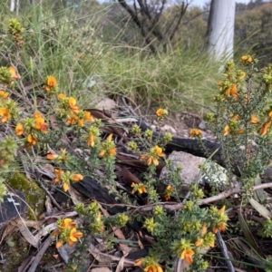 Pultenaea procumbens at Conder, ACT - 14 Oct 2021 05:50 PM