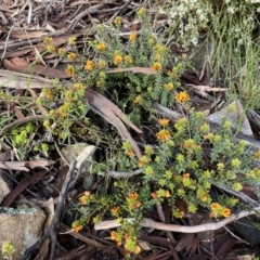 Pultenaea procumbens at Conder, ACT - 14 Oct 2021