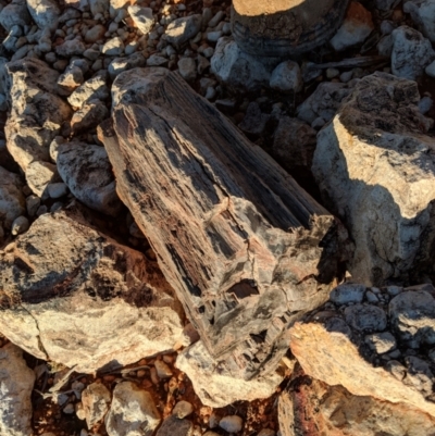 Fossilised Wood at Sturt National Park - 27 Jun 2018 by Darcy