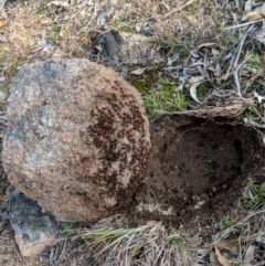 Camponotus consobrinus (Banded sugar ant) at Koetong, VIC - 25 Aug 2018 by Darcy