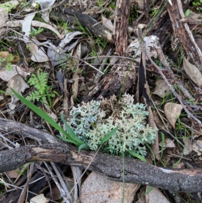 Unidentified Lichen at Indigo Valley, VIC - 21 Aug 2018 by Darcy