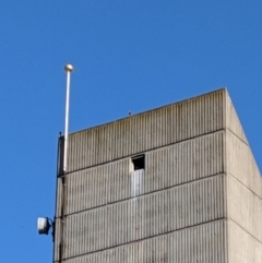 Falco peregrinus (Peregrine Falcon) at Orange, NSW - 31 Oct 2018 by Darcy