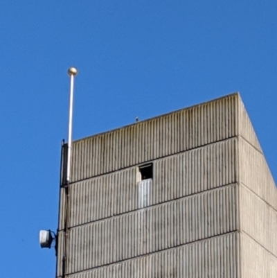 Falco peregrinus (Peregrine Falcon) at Orange, NSW - 31 Oct 2018 by Darcy