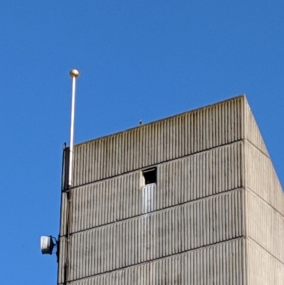 Falco peregrinus (Peregrine Falcon) at Orange, NSW - 30 Oct 2018 by Darcy