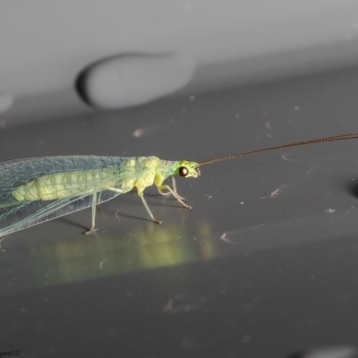 Mallada traviatus (Goldeneye Lacewing) at Macgregor, ACT - 14 Oct 2021 by Roger