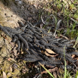 Perga sp. (genus) at Conder, ACT - 14 Oct 2021