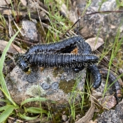 Perga sp. (genus) at Conder, ACT - 14 Oct 2021