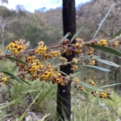 Daviesia mimosoides (Bitter Pea) at Conder, ACT - 14 Oct 2021 by BraedyJ