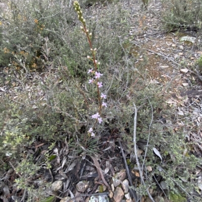 Stylidium graminifolium (grass triggerplant) at Jerrabomberra, NSW - 14 Oct 2021 by SteveBorkowskis