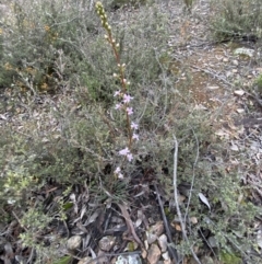 Stylidium graminifolium (Grass Triggerplant) at Jerrabomberra, NSW - 14 Oct 2021 by Steve_Bok