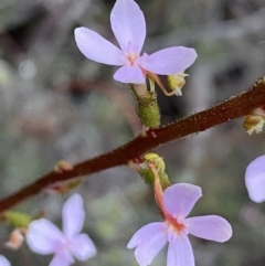 Stylidium graminifolium at Jerrabomberra, NSW - 14 Oct 2021 07:01 PM