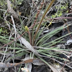 Stylidium graminifolium at Jerrabomberra, NSW - 14 Oct 2021 07:01 PM