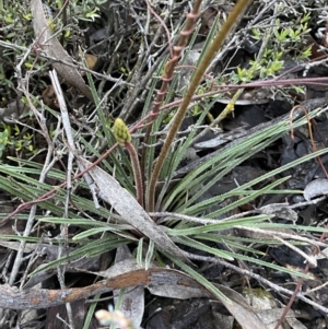Stylidium graminifolium at Jerrabomberra, NSW - 14 Oct 2021