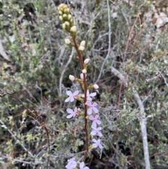 Stylidium graminifolium at Jerrabomberra, NSW - 14 Oct 2021 07:01 PM