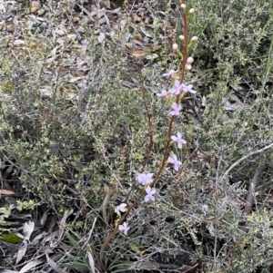 Stylidium graminifolium at Jerrabomberra, NSW - 14 Oct 2021 07:01 PM