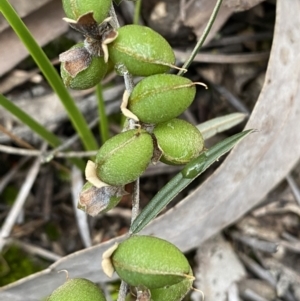 Hovea heterophylla at Jerrabomberra, NSW - 14 Oct 2021