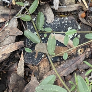 Hovea heterophylla at Jerrabomberra, NSW - 14 Oct 2021 06:41 PM