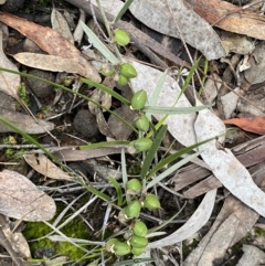Hovea heterophylla at Jerrabomberra, NSW - 14 Oct 2021