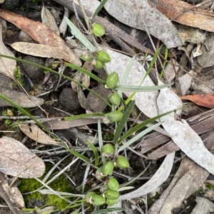 Hovea heterophylla at Jerrabomberra, NSW - 14 Oct 2021 06:41 PM