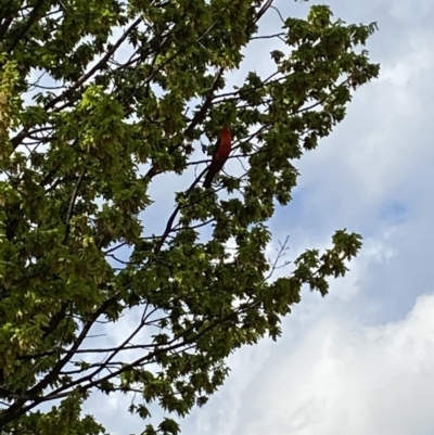 Alisterus scapularis (Australian King-Parrot) at Jerrabomberra, NSW - 14 Oct 2021 by Steve_Bok