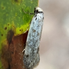 Oecophoridae (family) (Unidentified Oecophorid concealer moth) at QPRC LGA - 14 Oct 2021 by Steve_Bok